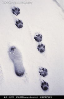 雪地里小动物脚印卡通 图片搜索