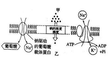 激烈运动后，肌细胞生成ATP的速率增加？