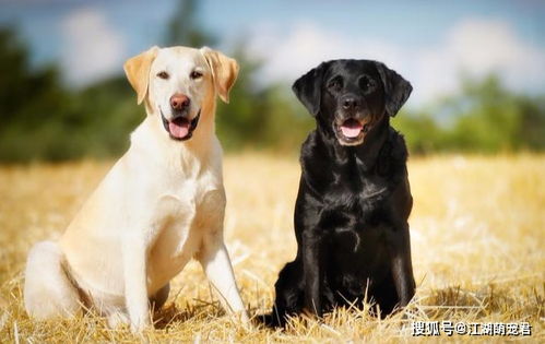 拉布拉多犬颜色这么多,你会选择黑色的拉布拉多吗