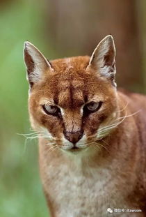动物世界中的 野猫 23种