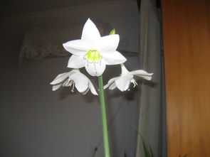 这是什么花 白色的花 叫什么名字 