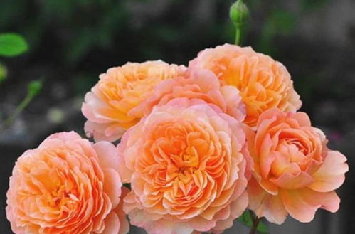 一株月季开出不同颜色的花,沙漠玫瑰为何开花有多种颜色？