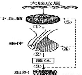 有关 探究培养液中酵母菌中群数量的动态变化 实验中.正确的实验方法是A.取样计数前要静置一段时间后再取样B.将盖玻片盖在计数室上后.从盖玻片边缘滴加酵母菌培养液C 