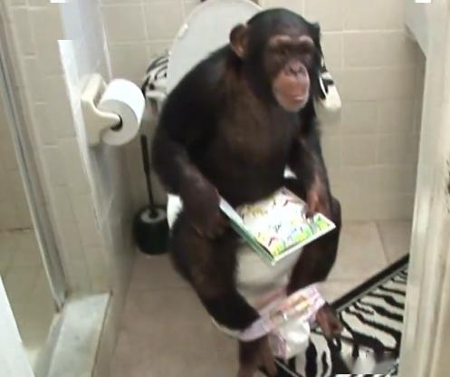 铲屎官养了一只宠物猩猩,会坐在马桶上看书,还和宠物狗成了朋友