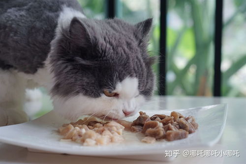 猫为什么不吃冻干 