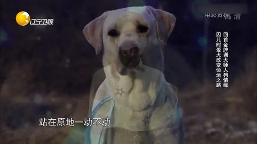 男子因儿时爱犬,而改变命运之路,成为金牌训犬师丨有请主角 