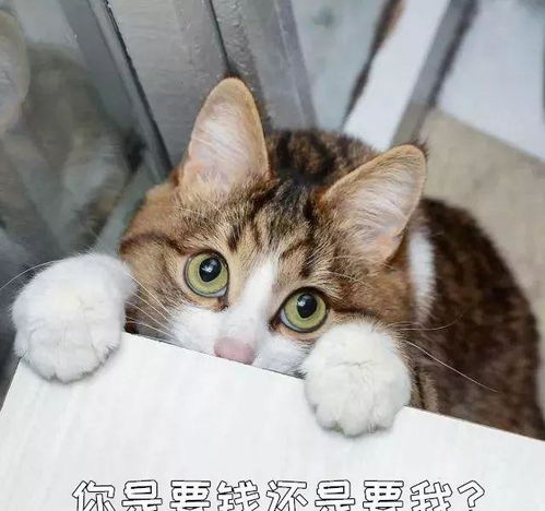 猫咪该如何托运