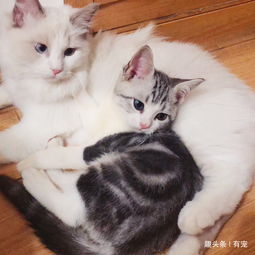 猫咪认识自己的兄弟姐妹吗 猫妈妈会一直爱自己的孩子吗 