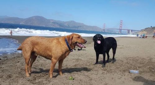 旧金山,最适宜狗狗户外场所丨海滩 公园 徒步篇 