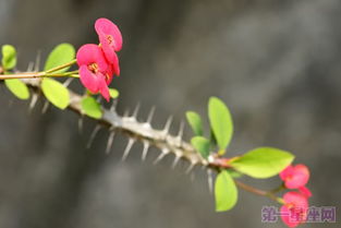 各种花的花语 虎刺梅的花语是什么 