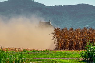 农业,字段,玉米,联合收割机,麦田,收获,干旱,灰尘,耕地,田野调查,农村,景观,性质 