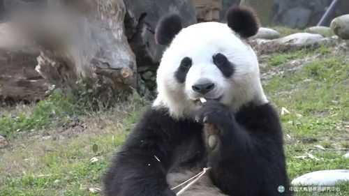 熊猫吃竹子是怎么个吃法 