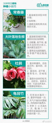 绿植养护实践报告范文,学习植物与植物生理有何意义？