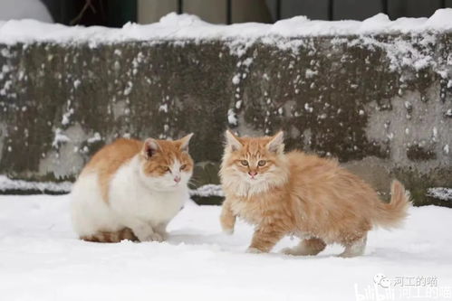 猫猫的新家