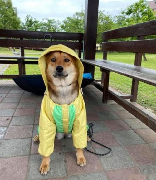 遛狗时突遇暴雨,主人用垃圾袋给它做雨衣,狗狗都要哭了