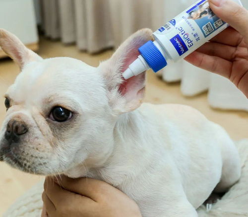 用棉签给狗狗掏耳朵简直大错特错 这才是清洁狗狗耳朵的正确方式