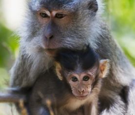 这几月出生的生肖猴,佛祖保佑越活越长寿 