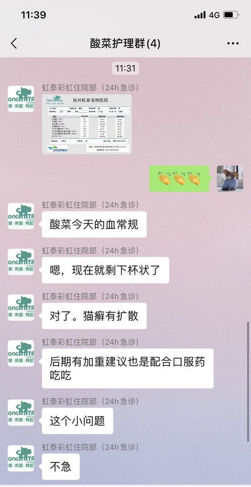 杭州哪家宠物医院好,感谢宠物医院救我家酸菜猫命