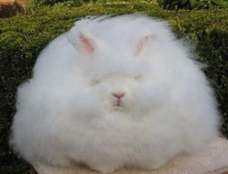在韩国走红的巨大毛绒兔子是什么品种