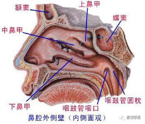 最全人体解剖学图谱