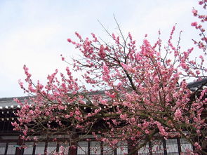 命犯咸池桃花什么意思