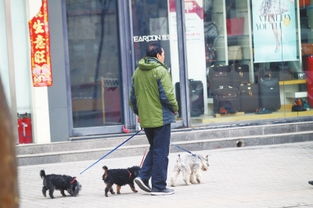 郑州去年办狗证补贴还未领到 养犬办 各种原因
