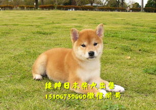 看正宗的日本柴犬,纯种柴犬多少钱