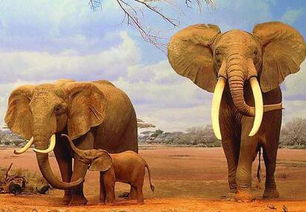 一只成年大象大概有多重啊