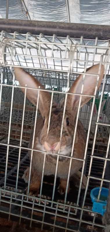 魏 县獭兔种兔养殖场市场价格