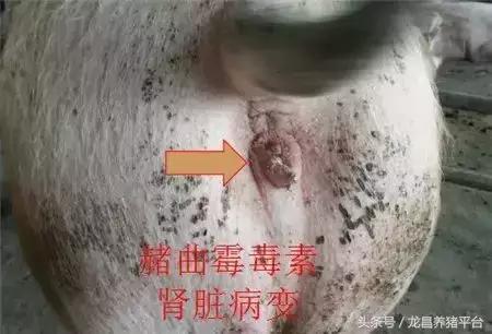 养猪人注意啦 各种猪霉菌毒素中毒症状 一不小心就误诊