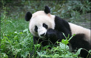 赠台大熊猫已经选定 6日公布选拔结果 