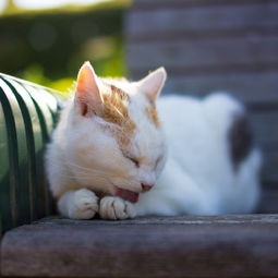 流浪猫也是神的孩子