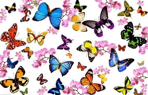 蝴蝶有什么特点,蝴蝶有什么特点和本领