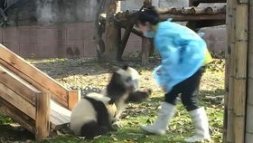 老外看中国熊猫搞笑合集 现在我知道大熊猫濒临灭绝的原因