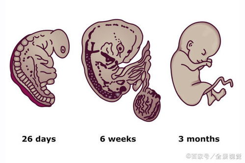 8到12周容易胎停的说法是正确吗(为啥8周到12周容易胎停)