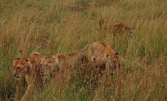 母狮子大战鬣狗群,遭围攻狂咬险些丧命,惊险的一幕让人捏把汗