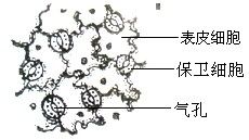 叶表皮的气孔由一对表皮细胞构成.