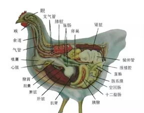 非瘟带来了 猪倒禽旺 ,了解这些对您一定有帮助