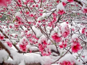 大雪过后,太原街头发生惊人一幕 