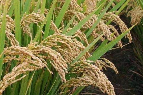 高产水稻前十名的品种,十大谷子品种排名？
