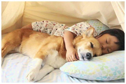 平时和狗狗一起睡觉,真的是非常危险的,看看那些跟狗睡的人