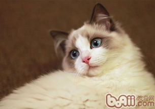 布偶猫价格 图片 纯种布偶猫幼犬多少钱一只 布偶猫好养吗 