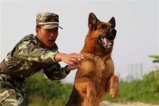 华懋宠物医院 中国警犬的一生是这样度过的,看了都忍不住落泪