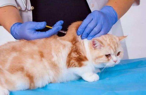 妙三多就是猫三联,猫咪怎么打妙三多疫苗,哪些猫咪不能打猫三联