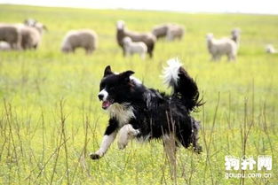 边境牧羊犬怎么训练