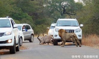 公路上演惊心动魄事件,车主无法前行停车观看狮子大战羚羊 