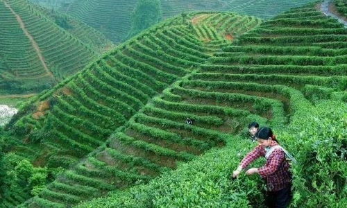中国茶叶未来会发展成什么影响