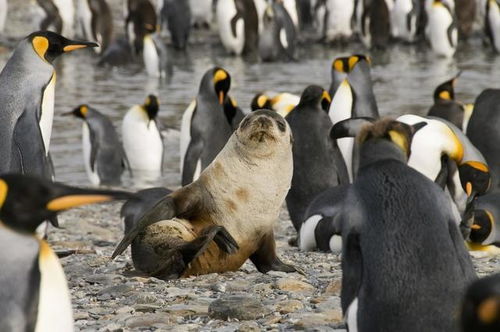 动物界奇怪的交配行为,海狗 侵犯 企鹅,其他因恐惧只能围观