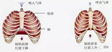 热巴孟美岐肋骨都外翻了 明明很瘦看起来却有4个胸 