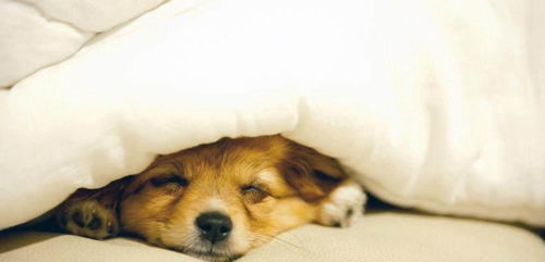 宠物睡觉都会睡上很长时间 所以铲屎官别太操心 它们起床气可大呢